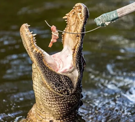A Louisiana swamp tour guide feeds a wild alligator by hand to demonstrate the vital role of wetlands in the bayou ecosystem near New Orleans.