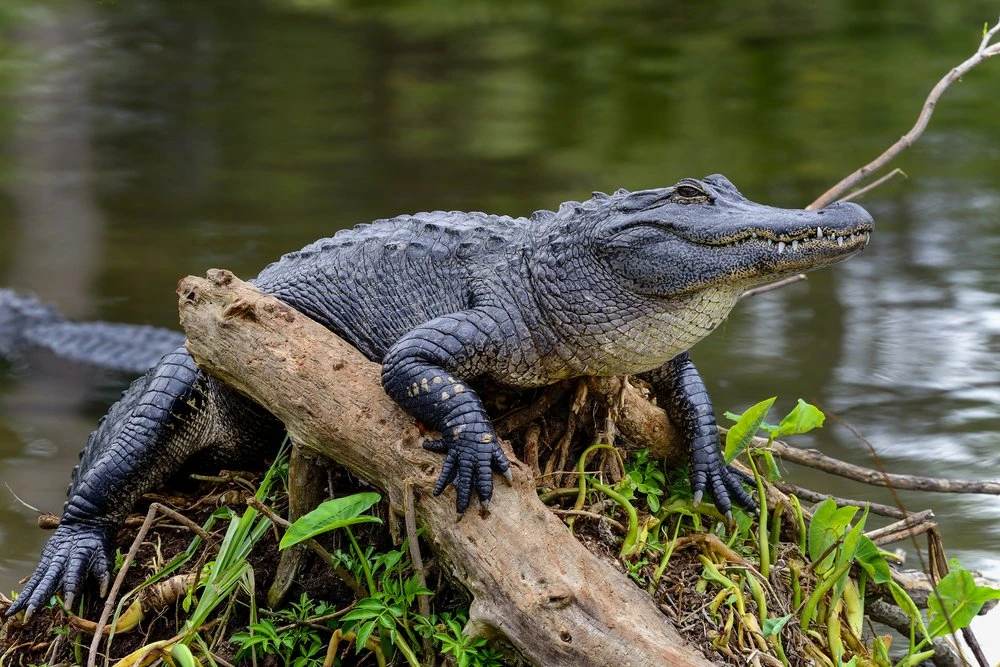 swamp land animals