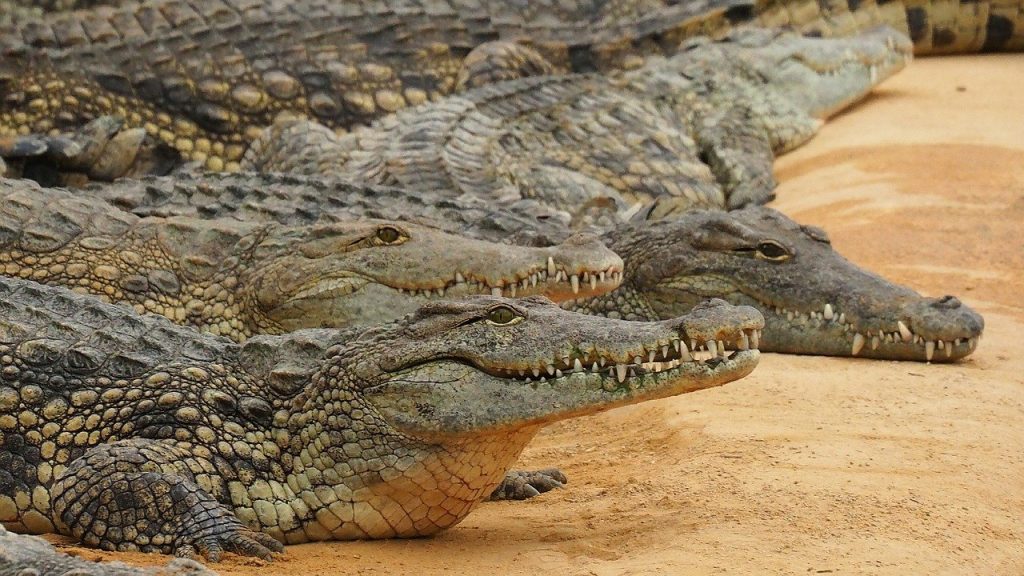 crocodiles and alligators fighting