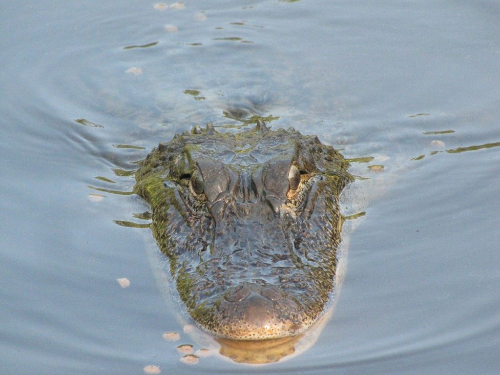 Alligators versus Crocodiles: What's the Difference? - Cajun Encounters  Tour Company, New Orleans