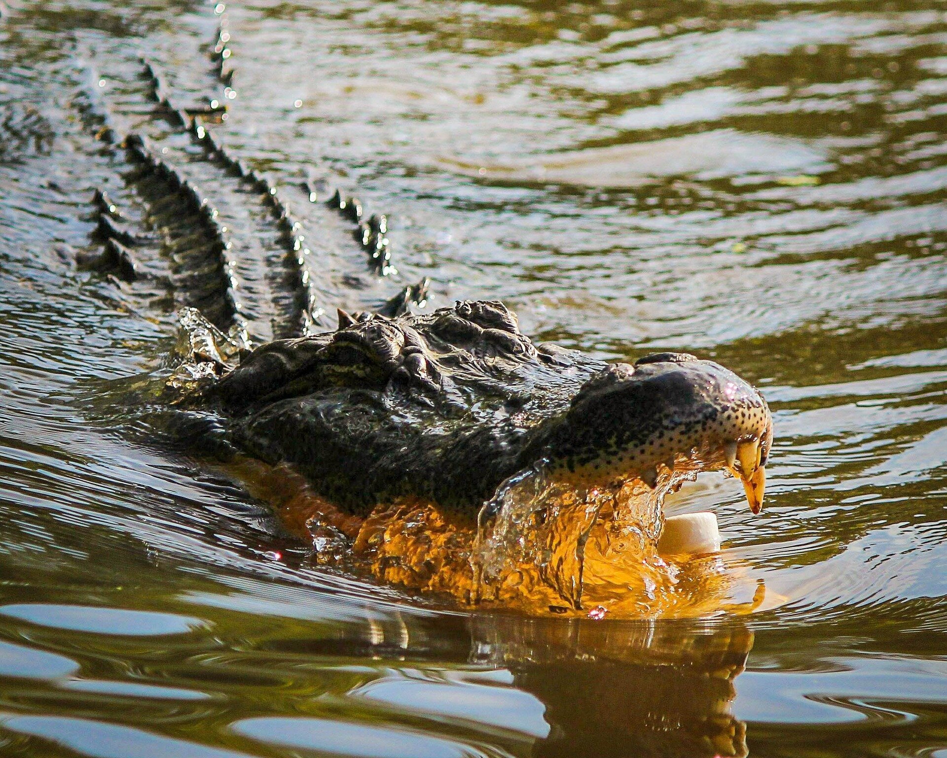 Alligator vs. Crocodile: 6 Key Differences and Who Wins in a Fight - AZ  Animals