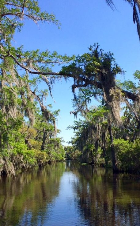 Bayou Swamp Tours: The #1 Swamp Tour in New Orleans