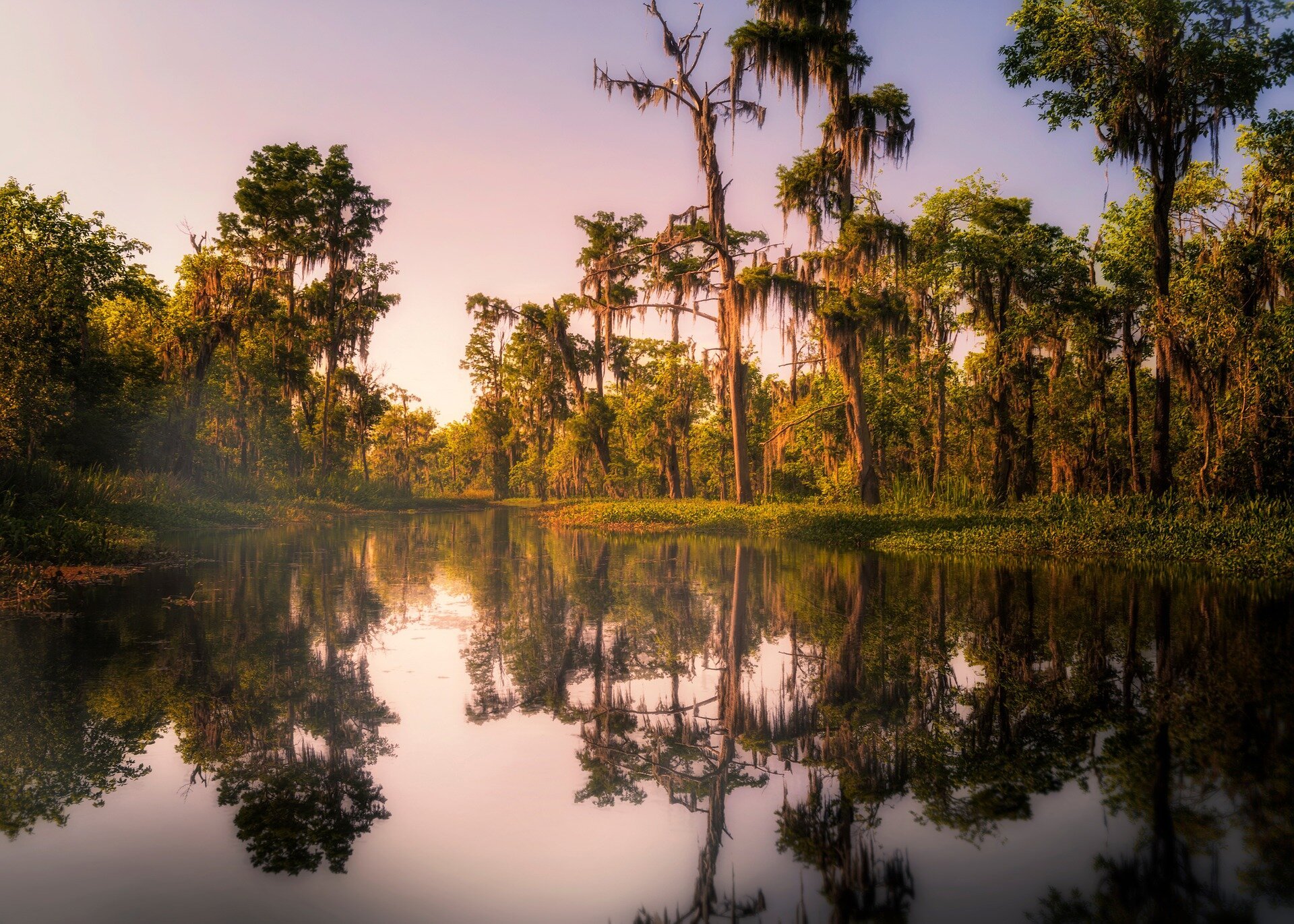 What Is A Bayou What Is There To Do Bayou Swamp Tours