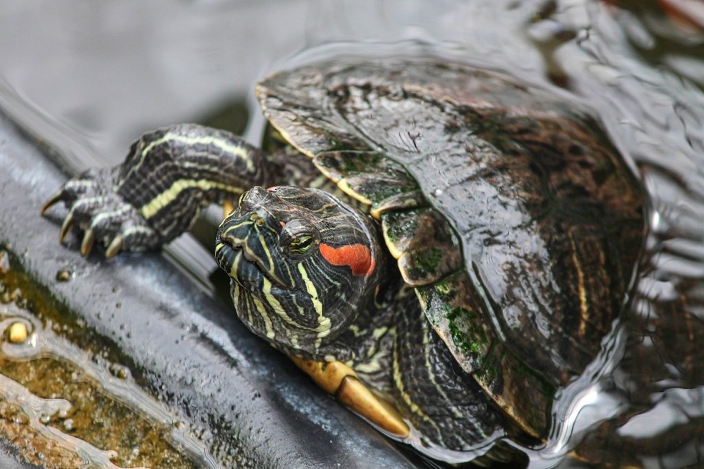 Wildlife of the Louisiana Swamp Lands Series: Reptiles