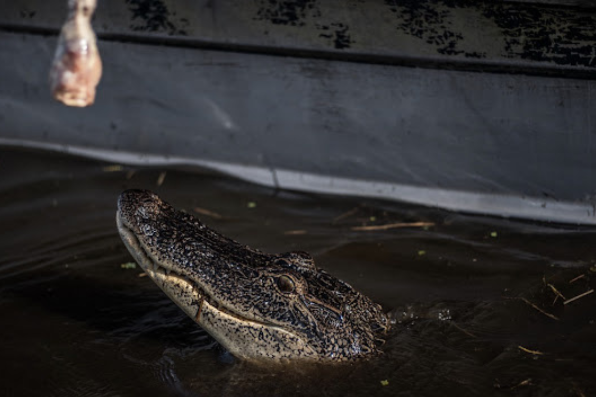 5 Surprising Species You Will Meet on a Bayou Swamp Tour - Bayou Swamp ...