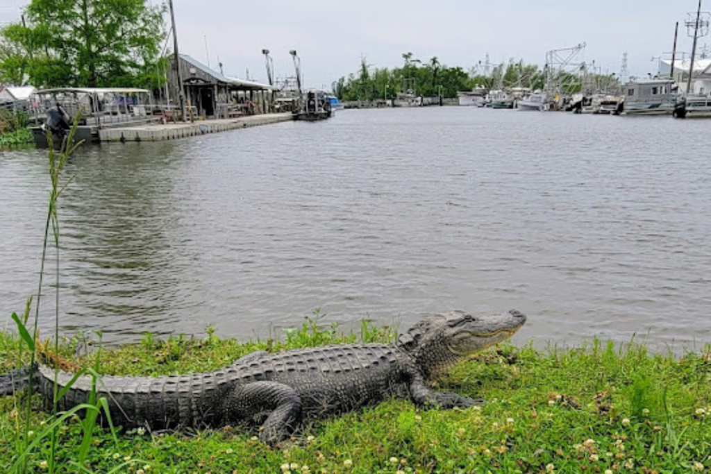 Understanding a Marsh VS Swamp