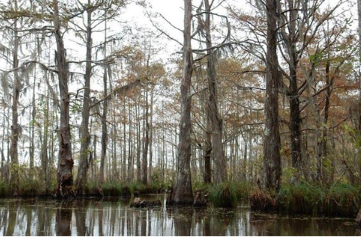 Swamp Tour during Christmas Bayou Swamp Tours