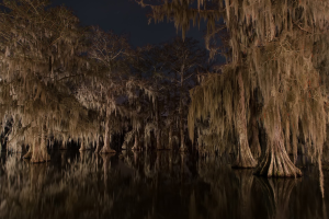Nocturnal Creatures Louisiana’s Swamps