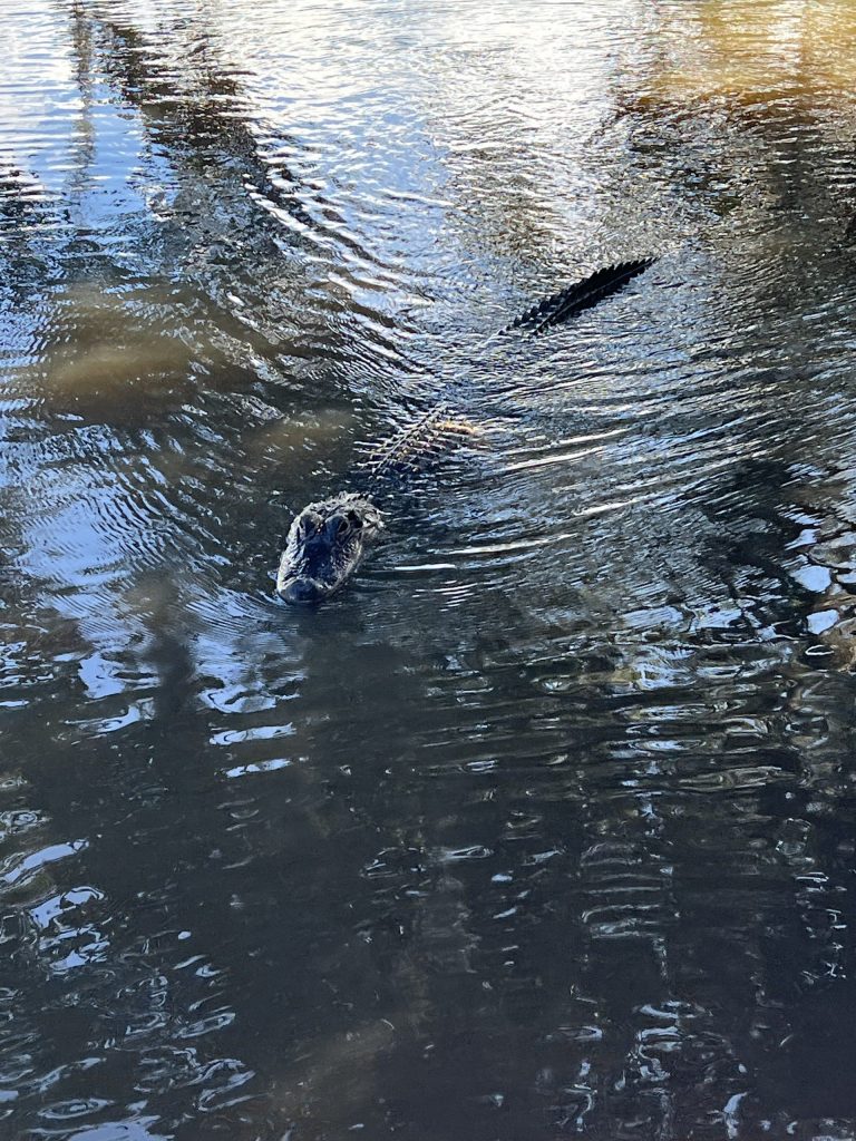 Are There Crocodiles in Louisiana?