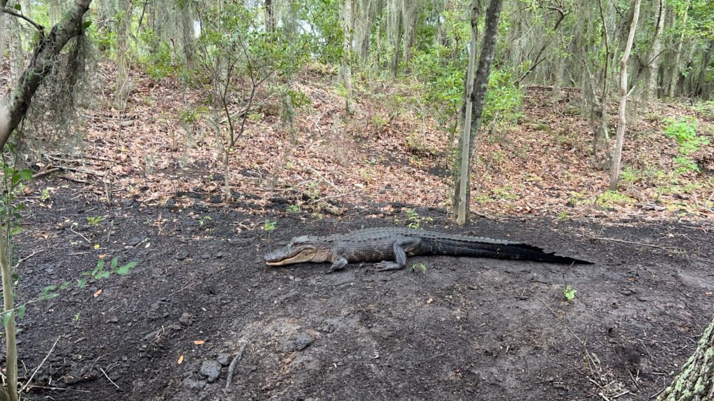 Are There Crocodiles in Louisiana?