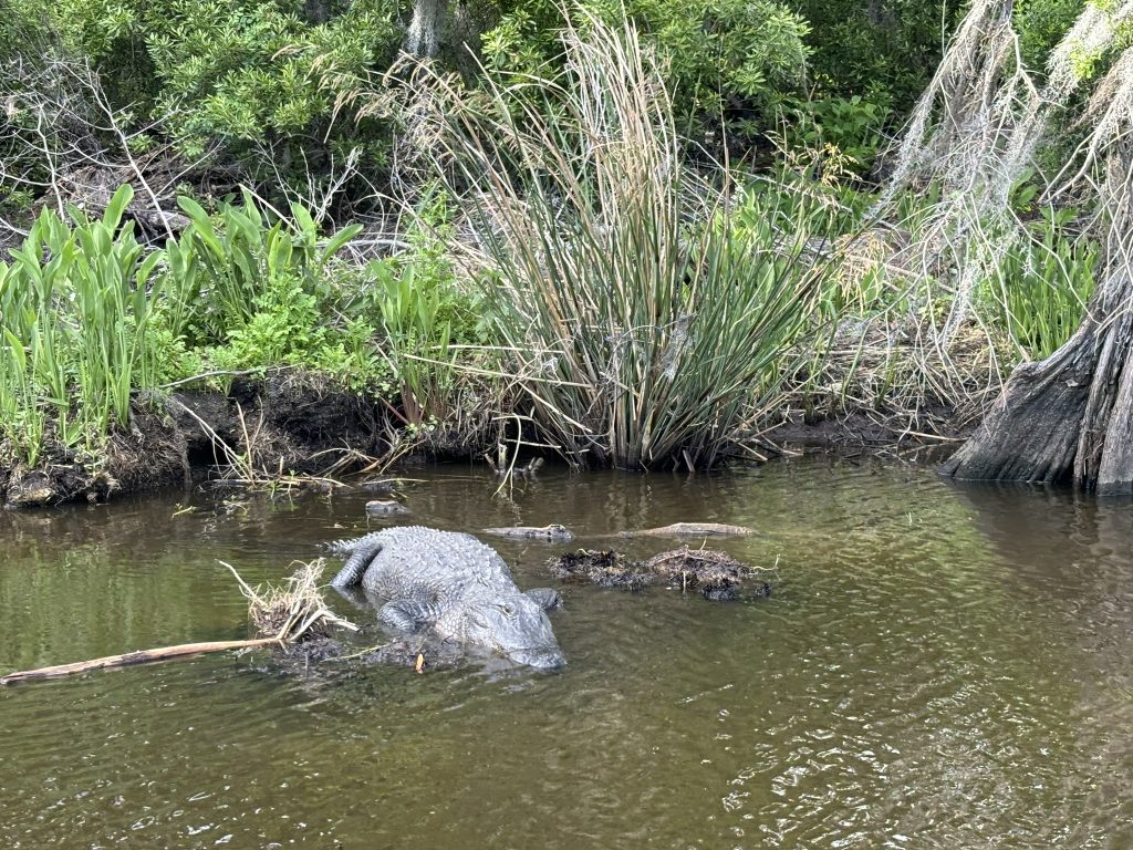 Are There Crocodiles in Louisiana?