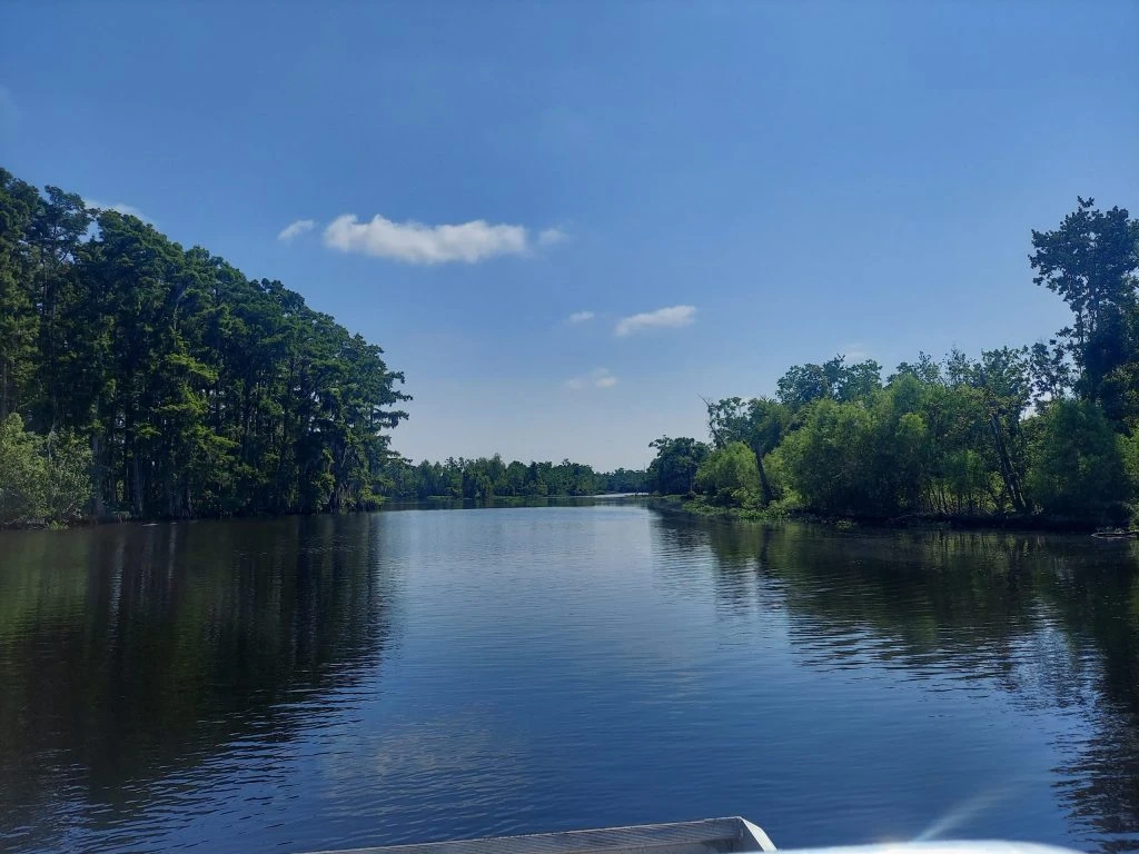 What Makes Louisiana Swamps Unique?