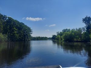 What Makes Louisiana Swamps Unique?