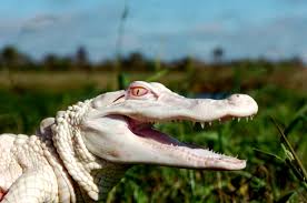 Albino Alligators: A Rare Wonder