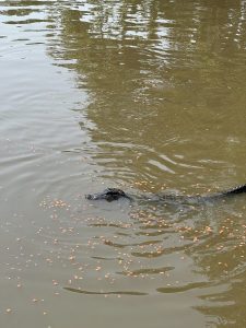 Can You Do a Swamp Tour in the Rain? A Guide to Weather and Swamp Tours