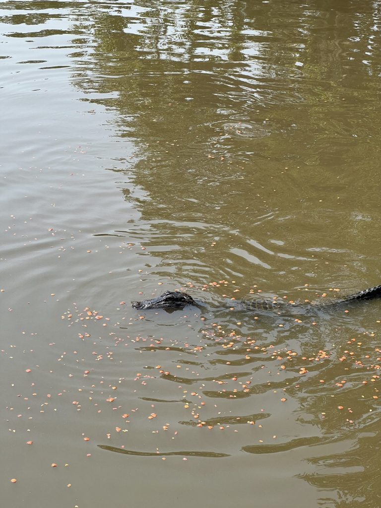 Can You Do a Swamp Tour in the Rain? A Guide to Weather and Swamp Tours