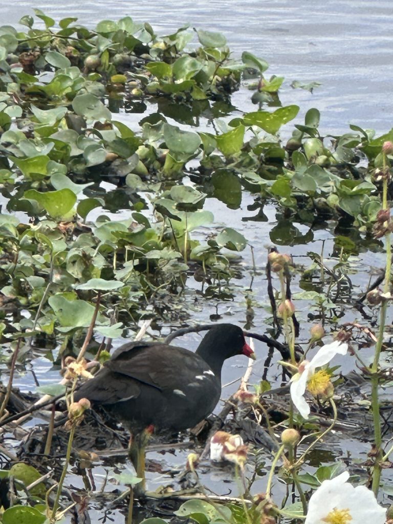 What Makes Louisiana Swamps Unique? Discover Nature’s Mysterious Wonder