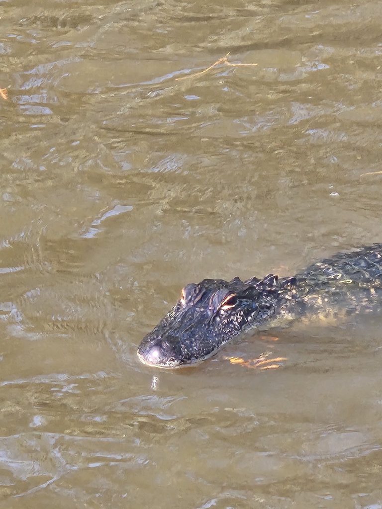 friendly alligator