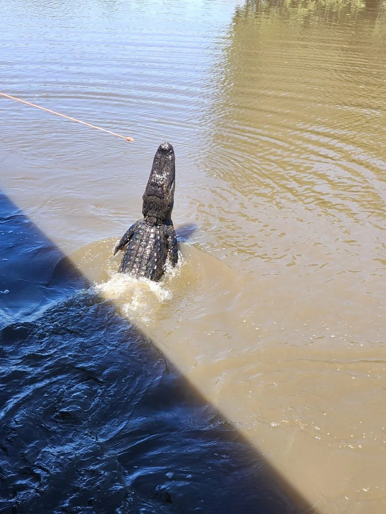 alligator tours New Orleans