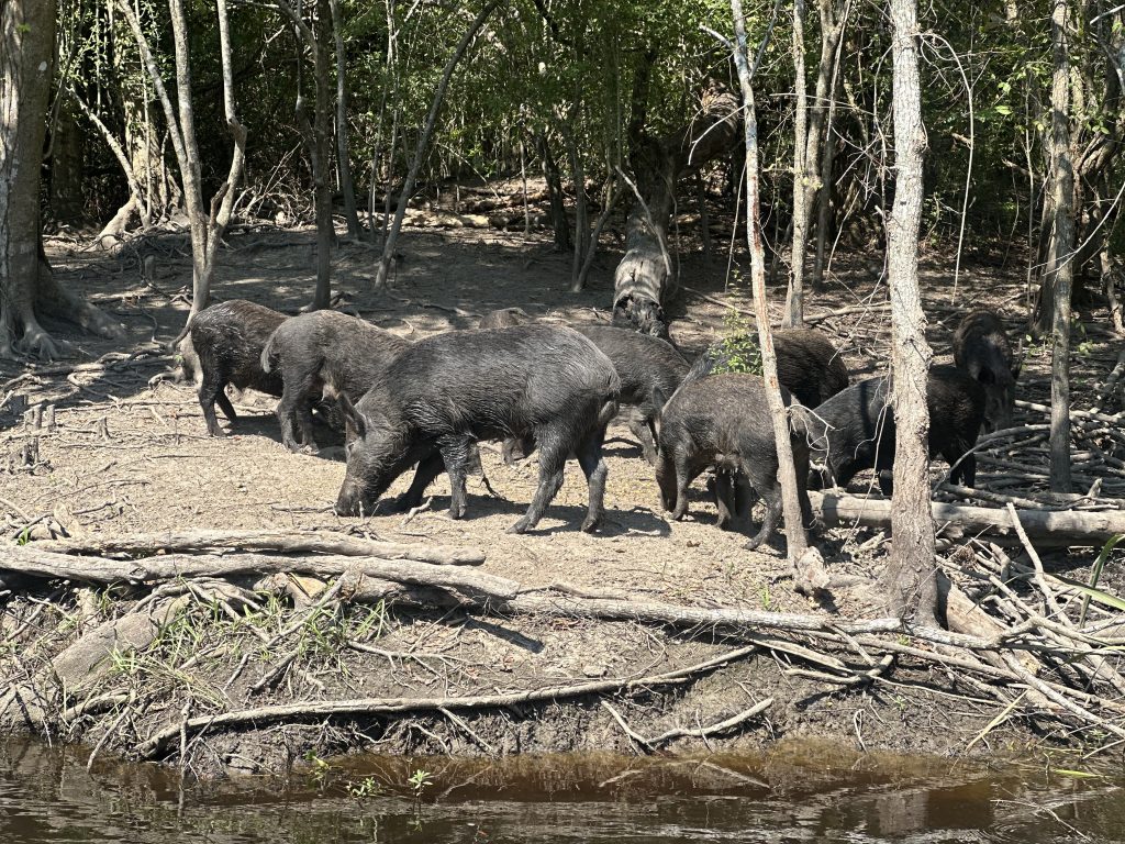 5 Reasons a Swamp Tour is the Best Way to Experience New Orleans