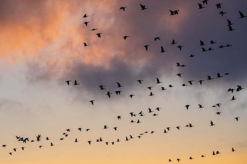 Bird migration Nola