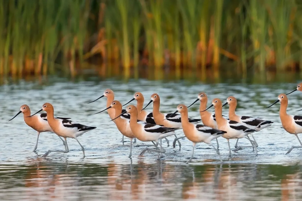 Enjoy Winter Bird Watching in New Orleans