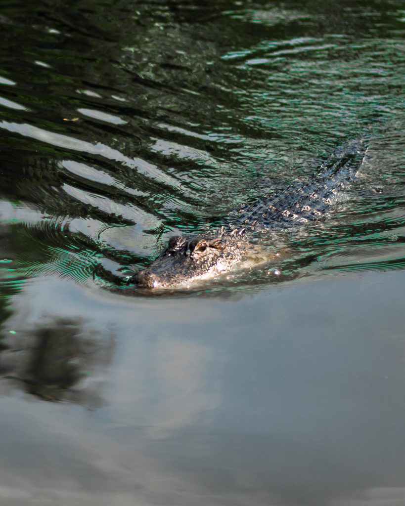 5 Reasons Why a Swamp Tour Should Be Part of Your Super Bowl Plans