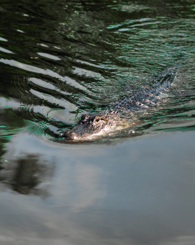 Things to do in New Orleans: Which Swamp Tour Is Right for You?