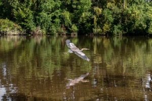 Beyond the Gators: Uncovering the Hidden World on a Swamp Tour