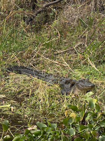 Why a New Orleans Swamp Tour Is the Perfect Spring Adventure