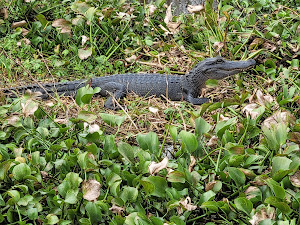 The Best Alligator Tour in New Orleans